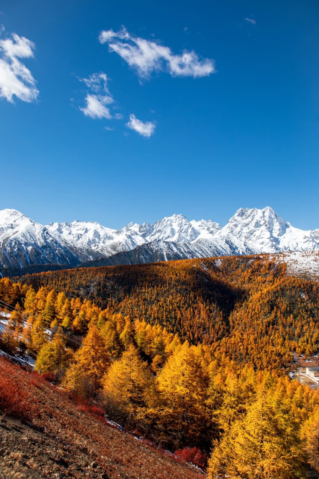 迪庆小众白马雪山，满足你对秋天所有的幻想_1_大彬先生_云南-来自52tours 我爱旅游网